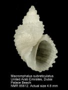 Macromphalus subreticulatus